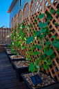 Deck ideas - planters of climbing vines on lattice and solar lights on a string. Gives shade & looks pretty day and night - By S Klassen
