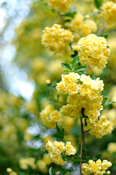 呵护采集到花姿