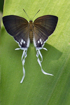 蝴蝶33a采集到蝴蝶