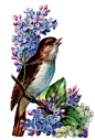 *The Graphics Fairy LLC*: Vintage Image - Bird with Lilacs: 