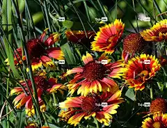 科卡花 黄色 春天 花壁纸 花卉背景 花 美丽的花朵 自然 开花