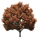 PNG素材（景观树）树png免扣植物design