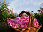 保加利亚玫瑰节 在花海里狂欢