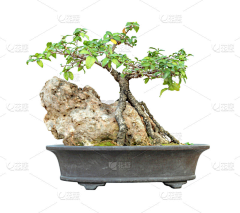 黄油啤酒泡泡采集到古玩字画