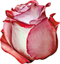 168情人节单株玫瑰花红黄白七彩水彩玫瑰矢量合集30个EPS矢量素材-淘宝网