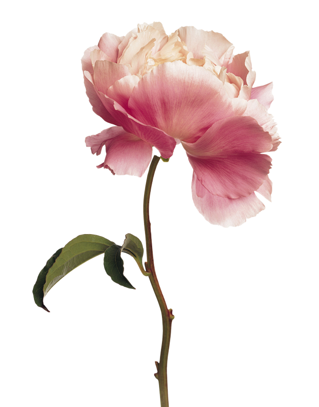 一枝花png