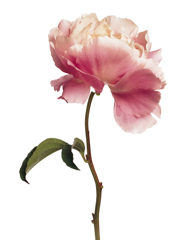 一枝花png -花瓣网