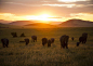 【落日下的象群】马赛马拉国家保护区（Maasai Mara National Reserve）让我见识到大自然最棒的美景。Photograph by Joao Victor Bolan  我喜欢看「国家地理每日精选」 http://dili.bdatu.com/down/ 
