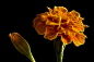 Marigold