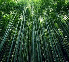 歲月靜好、時光無恙 [http://813745742.qzone.qq.com] #壁纸# #竹林#