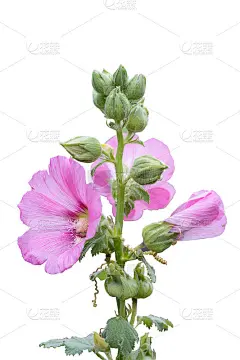 甜蜜多彩的粉红色蜀葵盛开和绿色的蓓蕾花孤立在白色的背景与复制空间和剪辑路径。