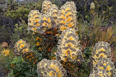 LockLee采集到植物 山龙眼科（针垫花，国王花，银桦）