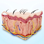 Human skin anatomy, computer artwork.