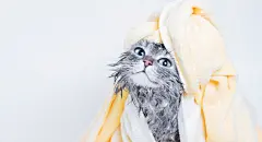 点击来源直接获取大图文件 |Funny smiling wet gray tabby cute kitten after bath wrapped in yellow towel with big blue eyes. Pets and lifestyle concept. Just washed lovely fluffy cat with towel around his head on grey background.