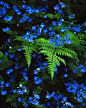 蕨类的蓝色维罗尼卡。 华丽的树荫花园！