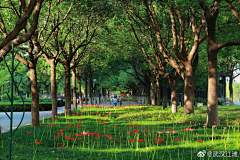 彗心呀采集到植物—林下空间、主题林、树阵、