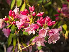 杜鹃花花蕾，粉嫩的杜鹃花圃在春天