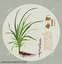 中草药 中药知母 知母 连母 手绘知母 传统医药 草药 药材 中草药中药 中医 中医文化 手绘值物花草 本草纲目 百草集 草本植物