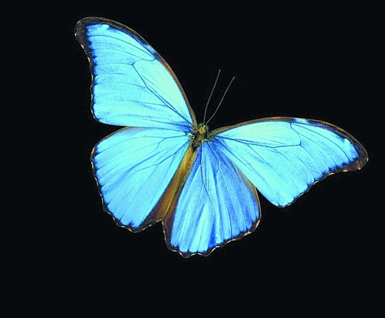 蓝闪蝶蓝闪蝶也称为