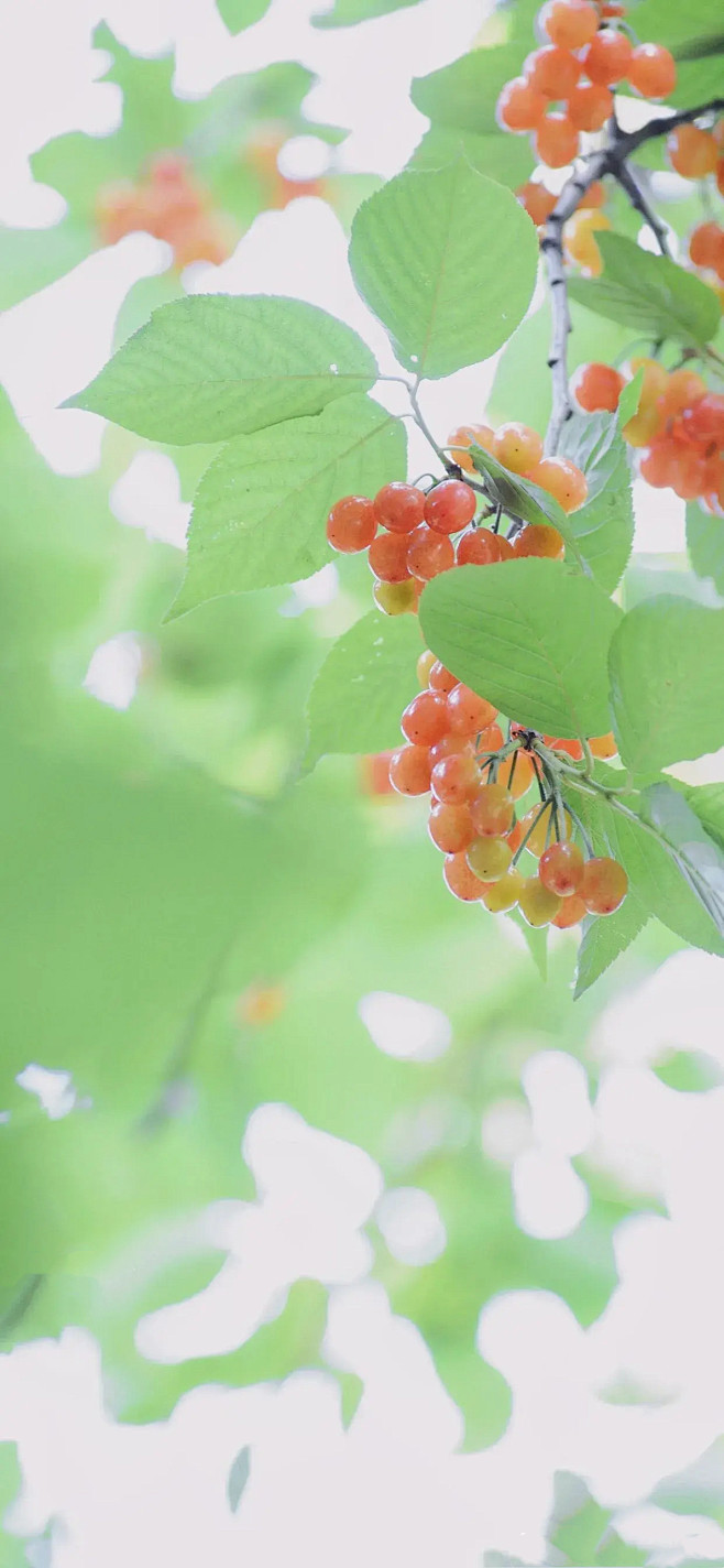 《杂景》樱桃