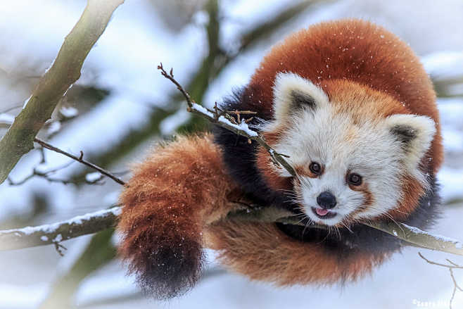 Red Panda by Georg S...