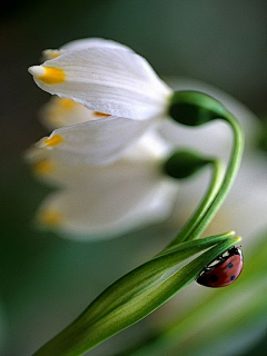 vvenj采集到花 草 春天 菜谱