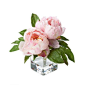 A beautifully convincing bouquet of Peonies of the highest quality in traditional cylinder glass vessel.