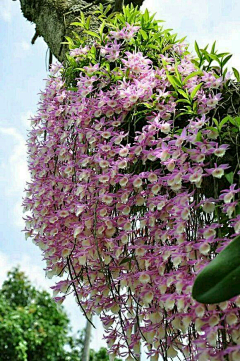 荠苨花采集到花卉
