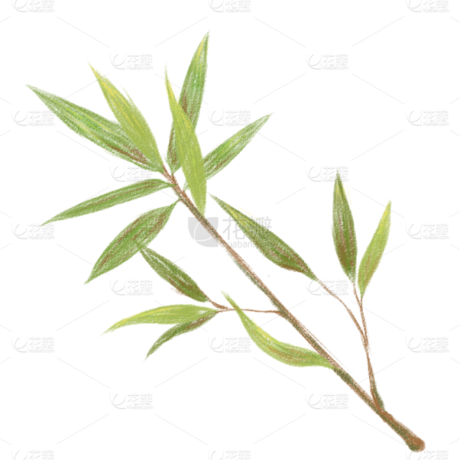 手绘-彩铅竹叶植物元素贴纸2