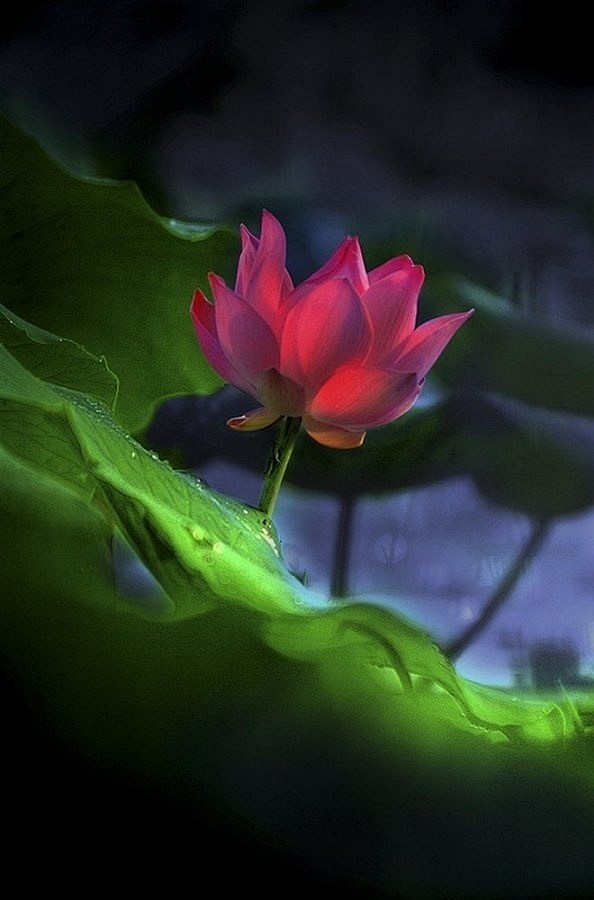 穿过蒹葭苍苍的水湄，将万般牵念摇曳，陌上...