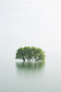 ♥ Silence nature solitude tree in the water