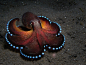 "Amphioctopus marginatus, also known as the coconut octopus"