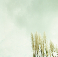 嘘xu~采集到photo.green