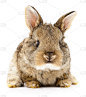 褐色,兔子,垂直画幅,美,小的,可爱的,家畜,背景分离,幼小动物,图像