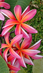 ~~Pinwheel Rainbow Plumeria | Maui Plumeria Gardens~~