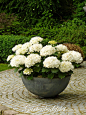 Hydrangeas in Container: 