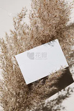 模型与空白纸名片和干燥的潘帕斯草在米色柔和的背景与时尚的阴影和阳光。最小的商业品牌模板。平躺，俯视图