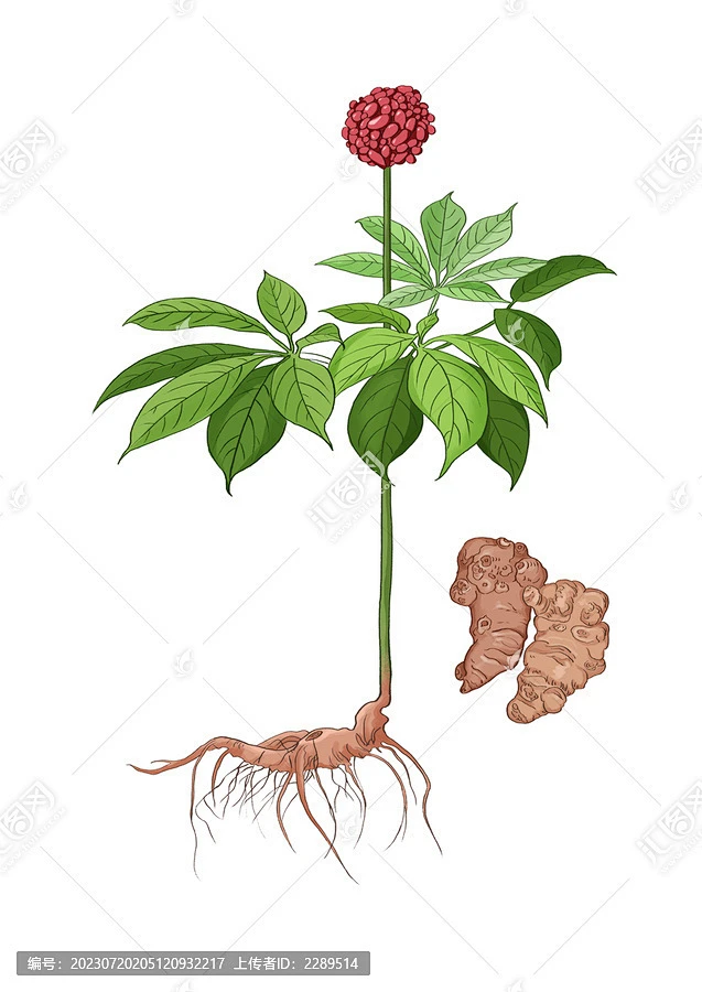 插画手绘中药材三七-花瓣网