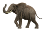 大象 (1)