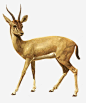 非洲羚羊高清素材 敏捷 羚羊 草原动物 草食 非洲 元素 免抠png 设计图片 免费下载