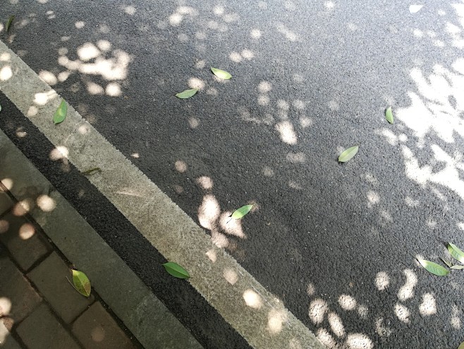 飘渺摄影 树影斑驳