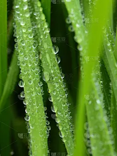 新鲜的绿色小麦草与雨滴露珠在宏观背景