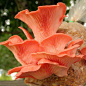 Pleurotus djamor