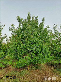 波寒冬采集到河南漯河植物