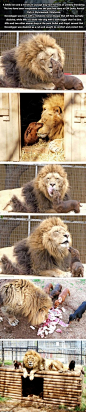 Bonedigger the lion and his dacshunds in Oklahoma.   (this connected set of photos and explanation were found on imgur)