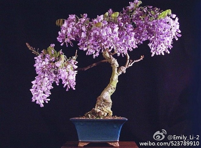 盆景紫藤