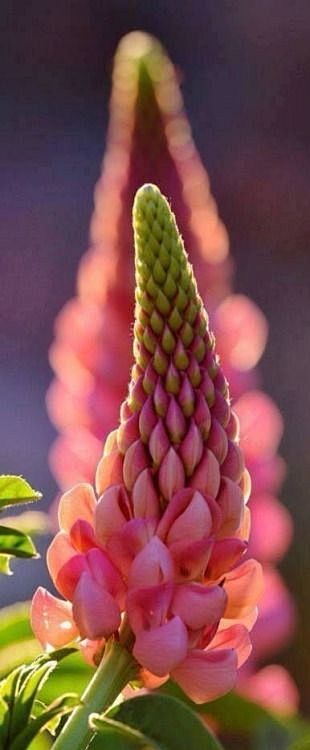 Pink Lupines: 