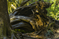 Ancient Forest (412)