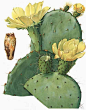 Opuntia Leptocarpa by Mary Emiy Eaton (1873-1961)