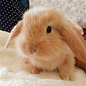 【贵州】纯种荷兰垂耳兔 小宠物兔子兔宝宝活体可爱 送货上门
